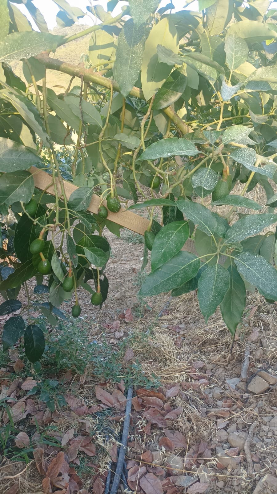 Avokado