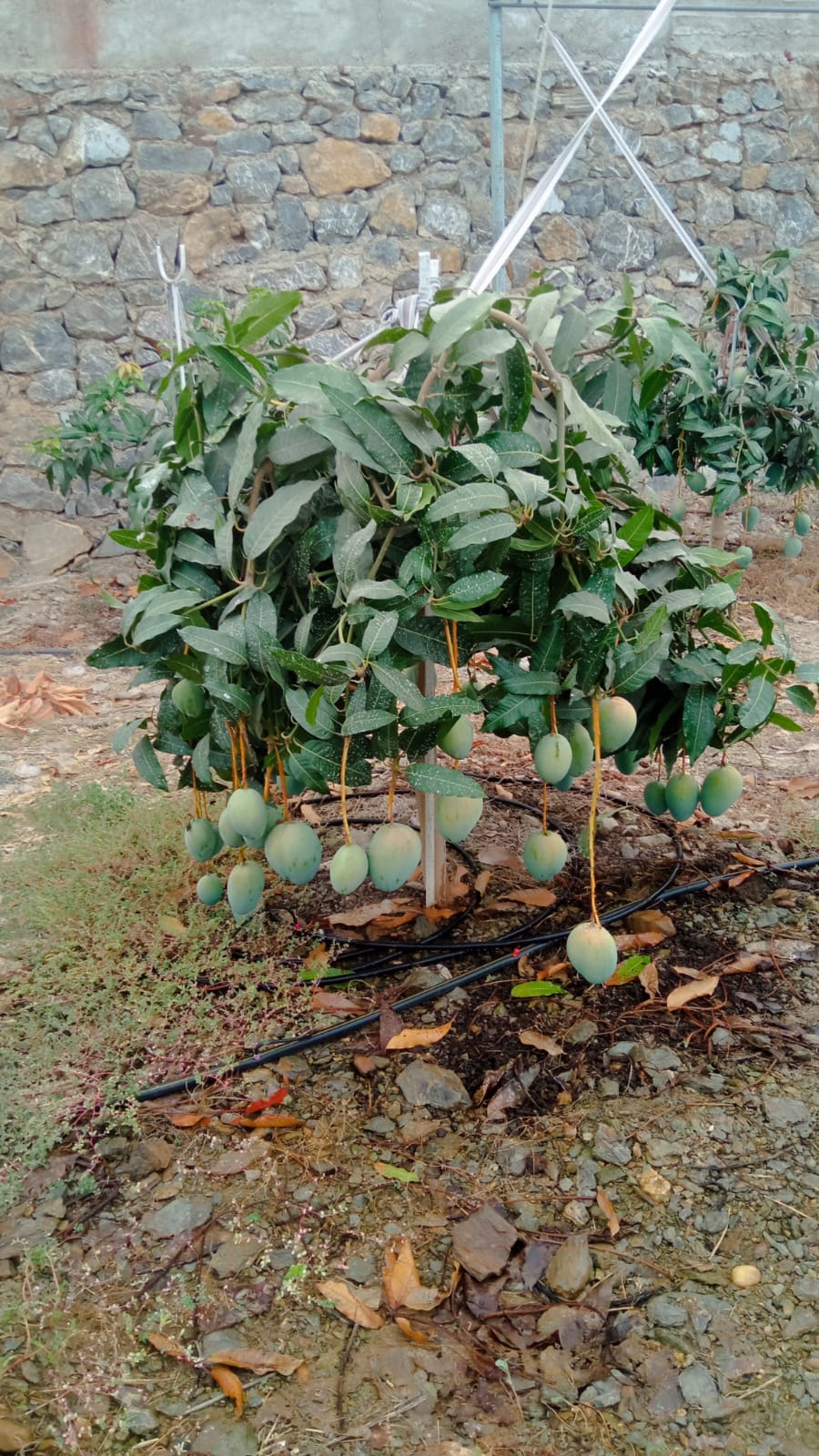 Mango