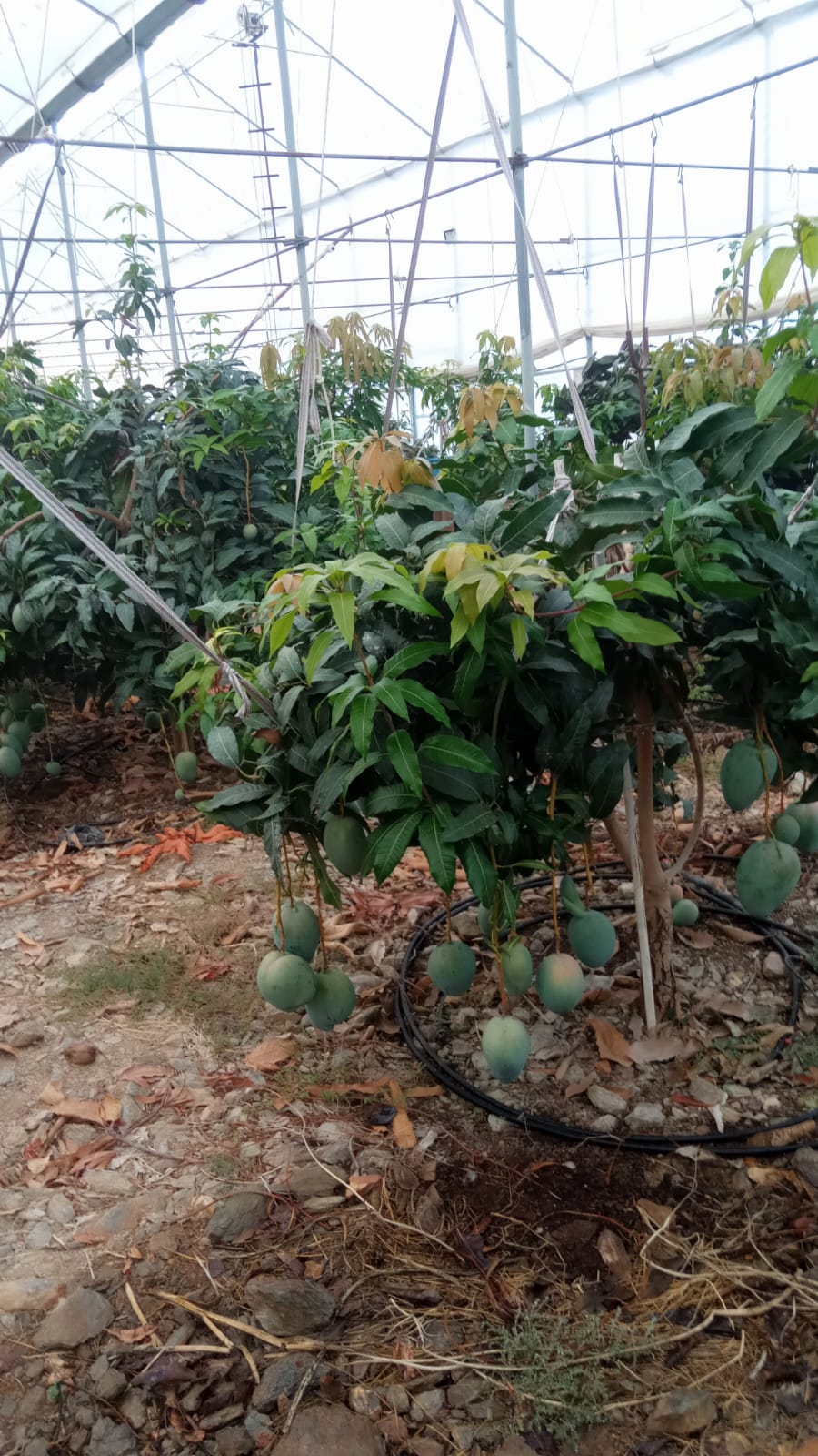 Mango