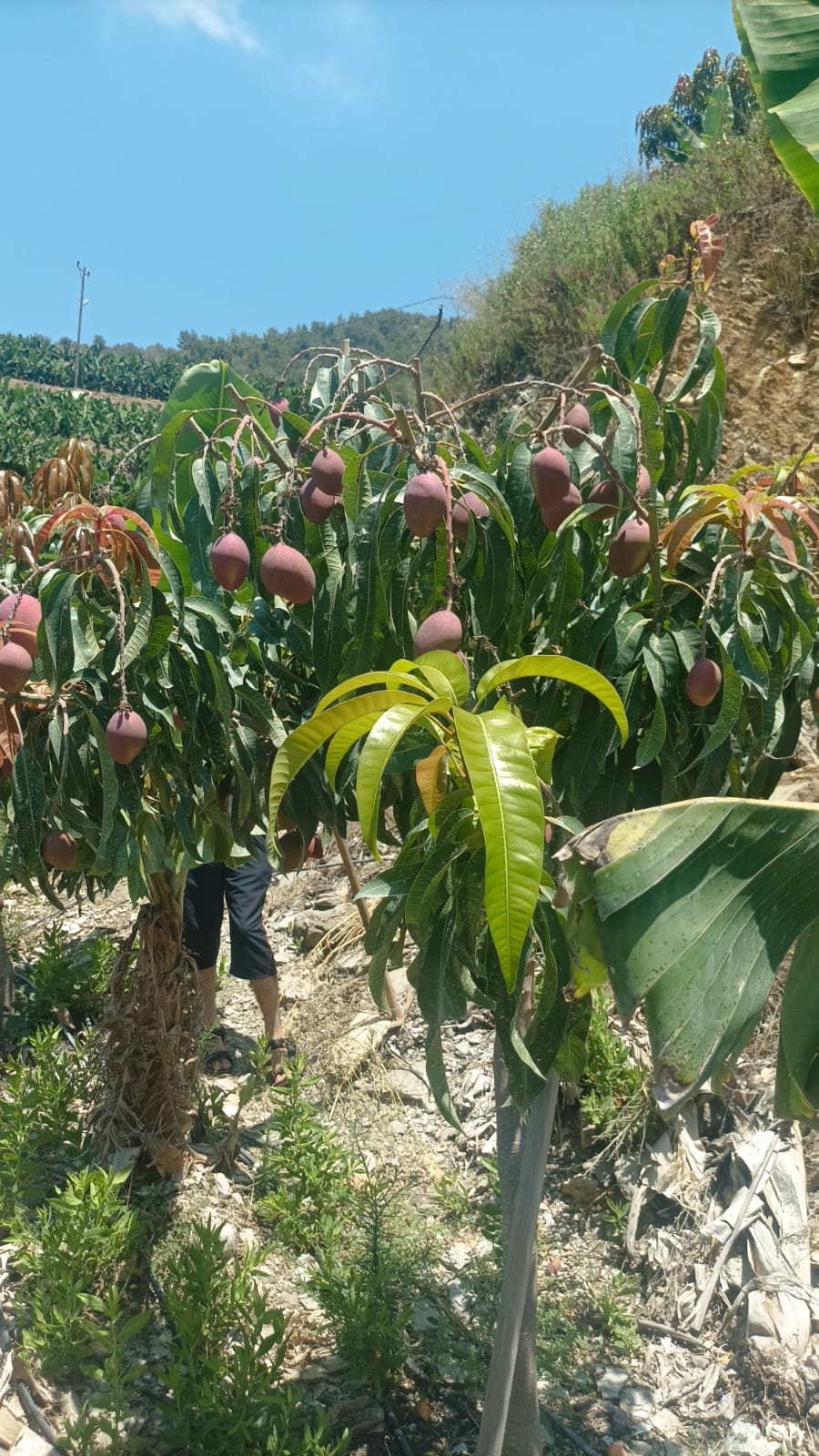 Mango