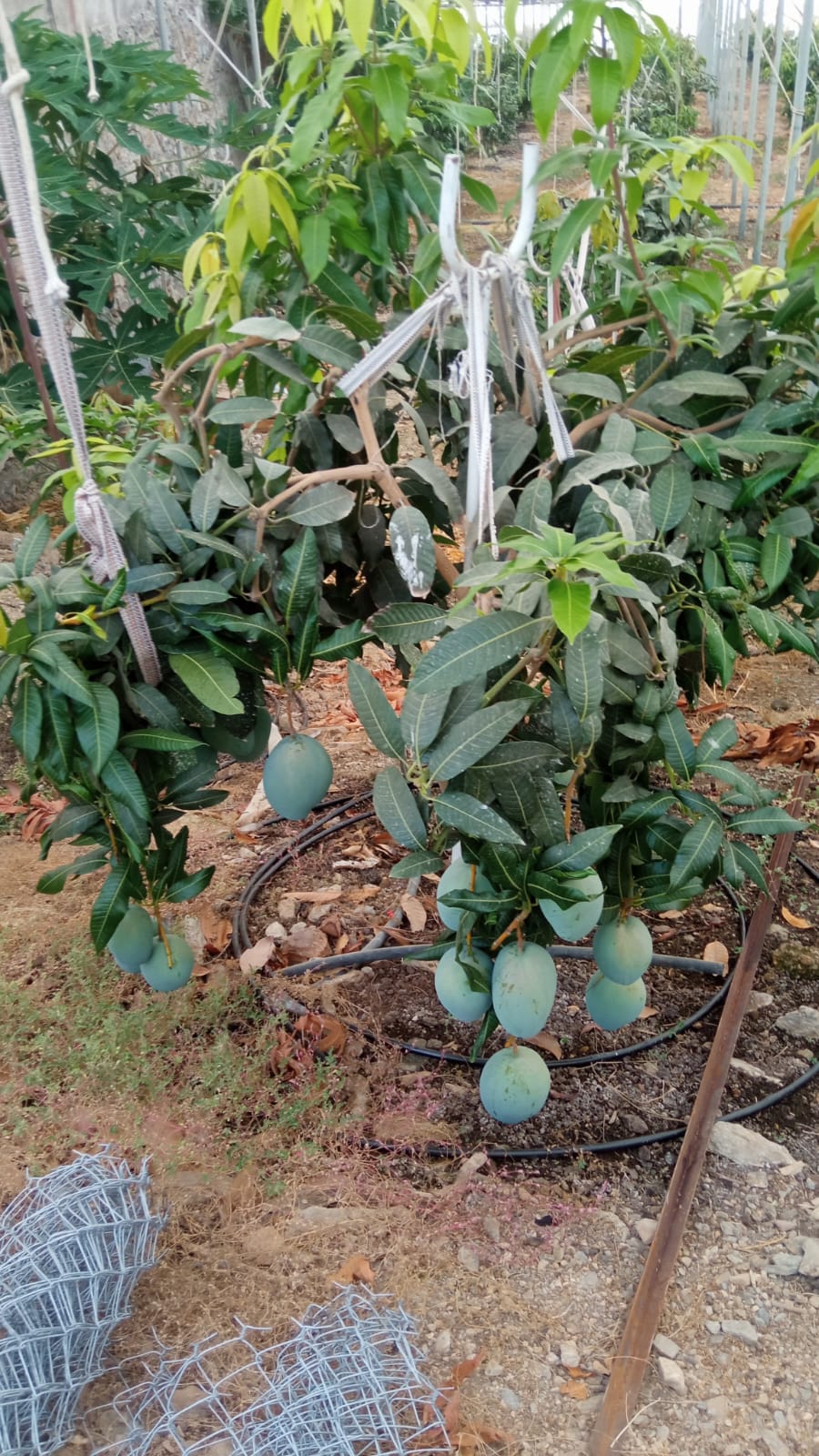 Mango