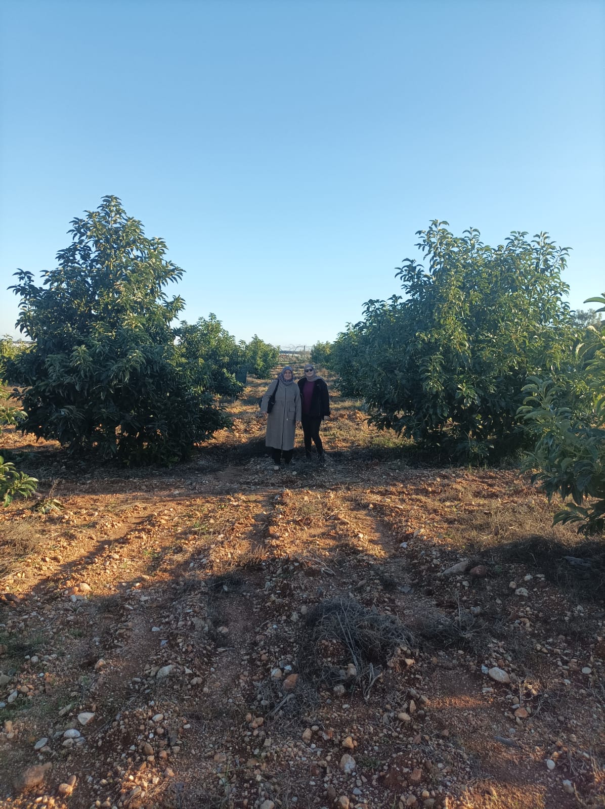 Avokado